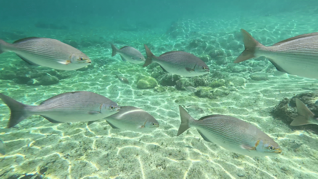 A school of silver fish swimming through clear turquoise water over a sandy seabed with rippled sunlight patterns at El Cid La Ceiba in Cozumel.