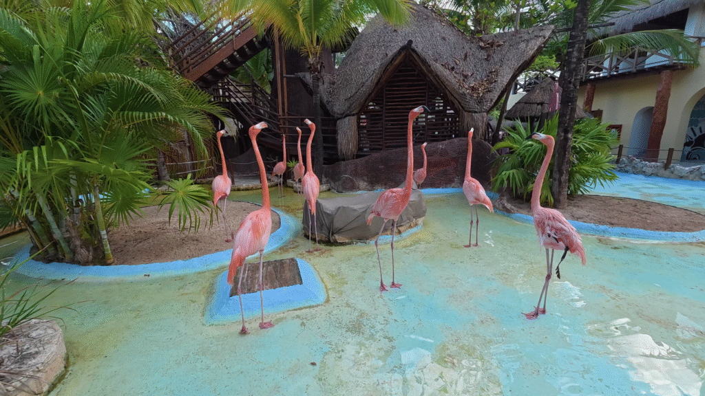 A group of bright pink flamingos standing in a turquoise water enclosure at the Costa Maya cruise port. Tropical palm trees and thatched-roof buildings are in the background under a clear sky.