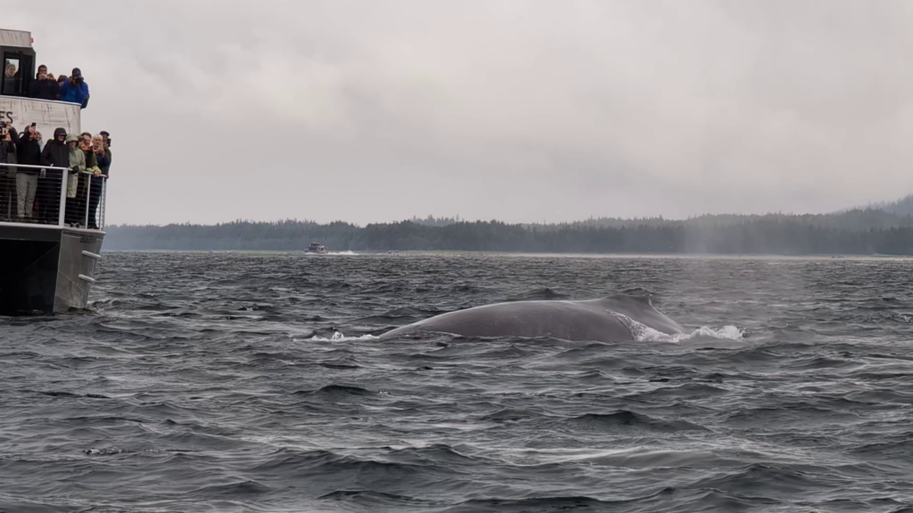 Humpback whale during a Juneau whale watching tour in Alaska