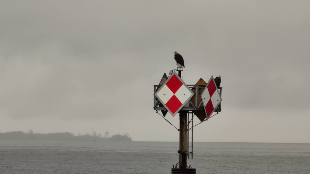 Two bald eagles perched on a navigation marker in the waters near Ketchikan, Alaska during the Lighthouse Totems & Eagles Excursion.