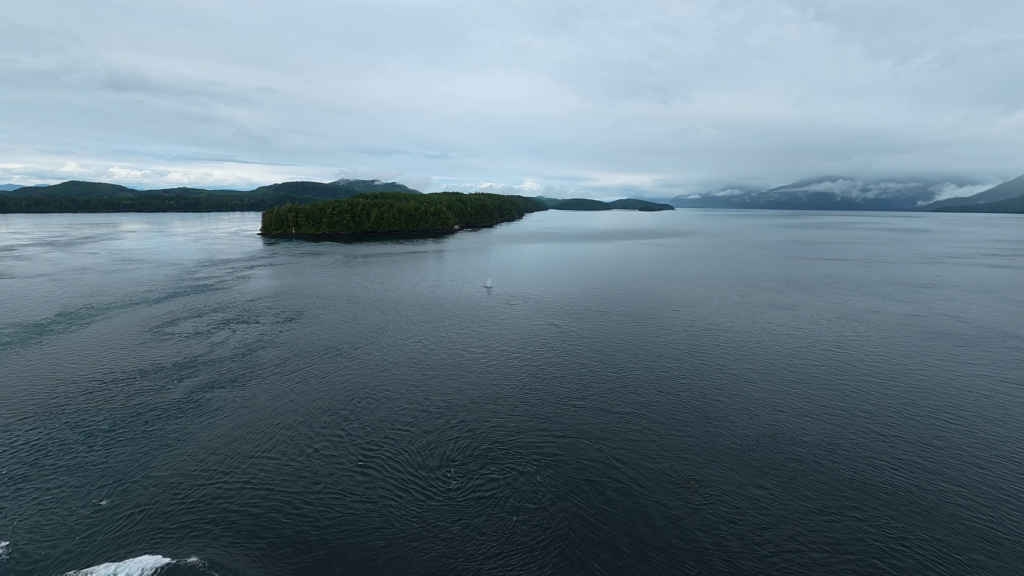 Humpback whale spotted in the Inside Passage surrounded by forested islands and mountains during a Celebrity Solstice Alaska cruise.