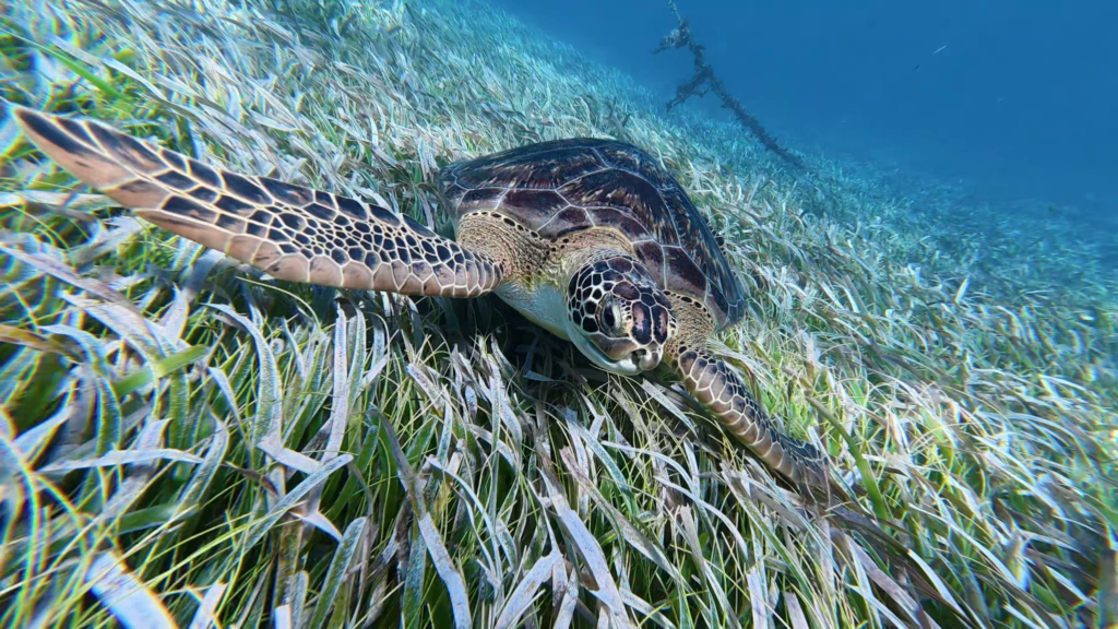 Sea turtle swimming over seagrass during our Costa Maya snorkeling excursion.