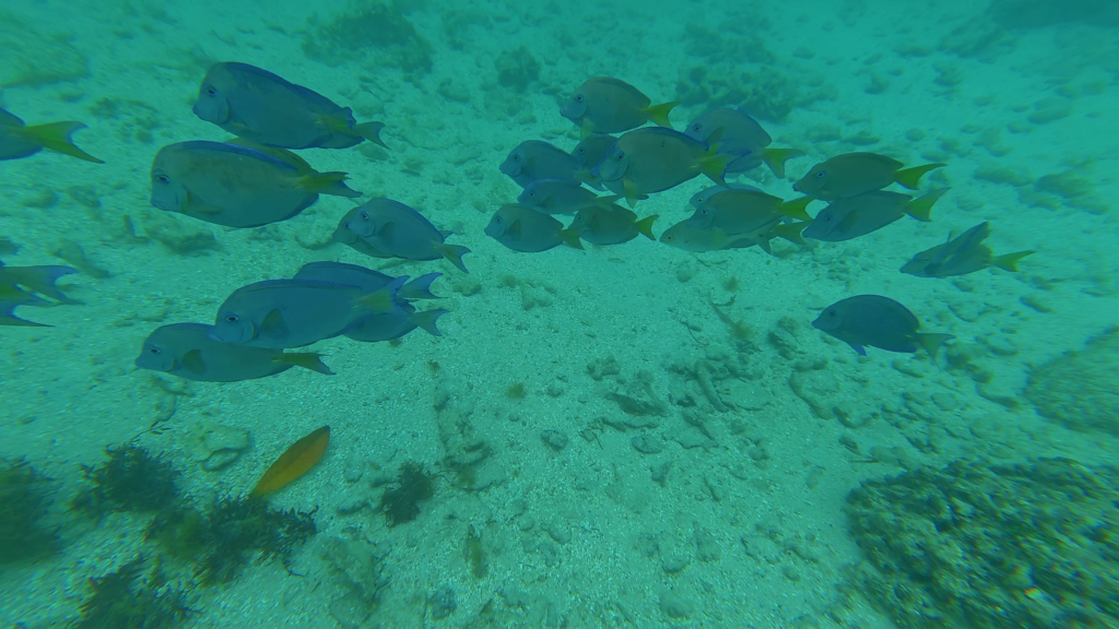 A school of tropical fish swimming near the reefs at West Bay Beach in Roatan, Honduras.