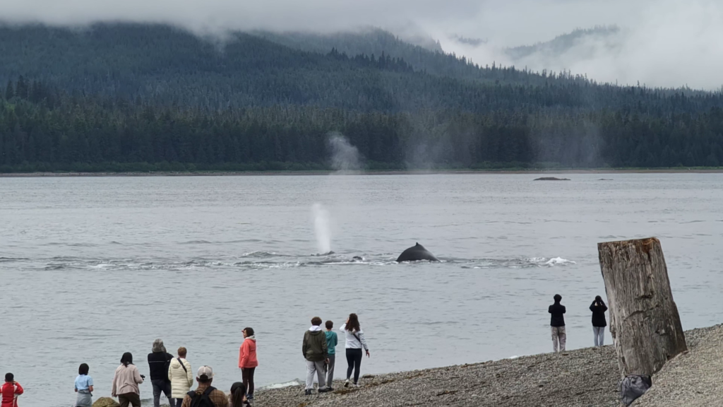Humpback whales swimming close to shore at Icy Strait Point, Alaska.