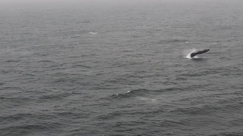 Humpback whale breaching out of the Pacific Ocean, photographed from MSC Poesia during Day 7 of our Alaska cruise.